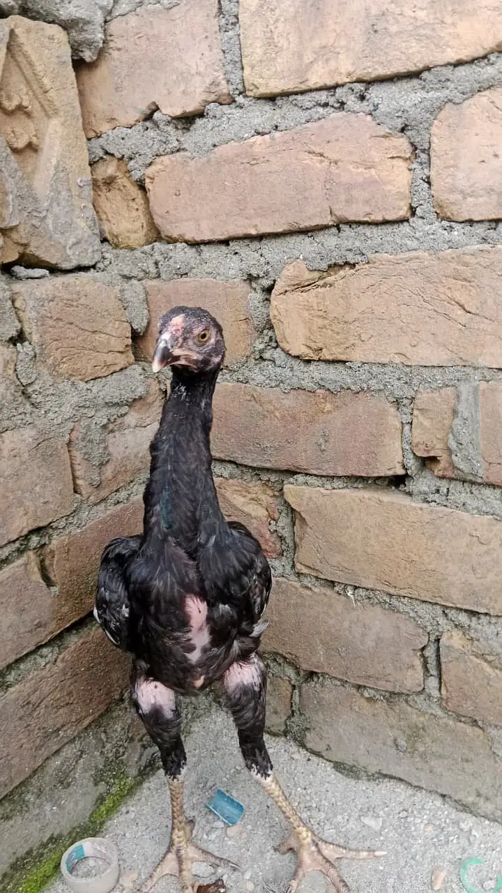shamo chiks and silki chiks — photo 2