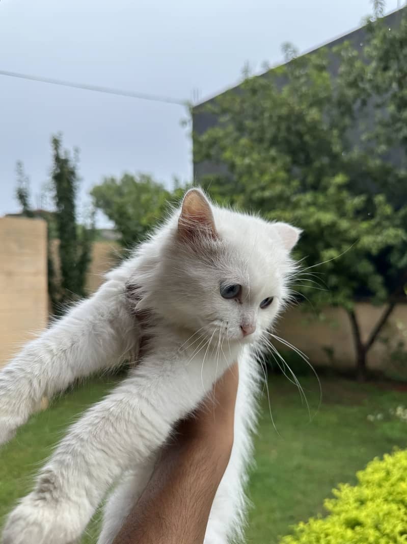 Persian kitten 0