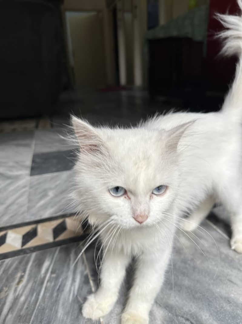 Persian kitten 1