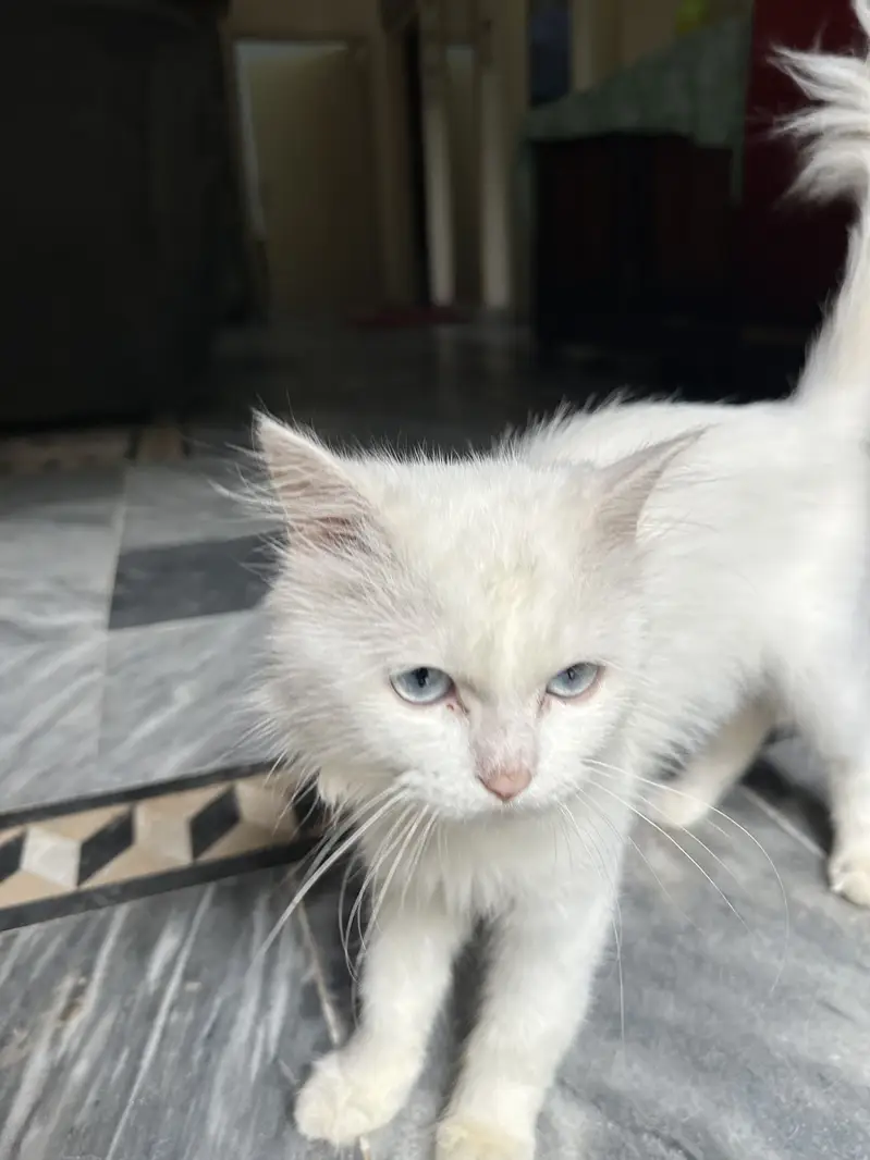 Persian kitten — photo 2