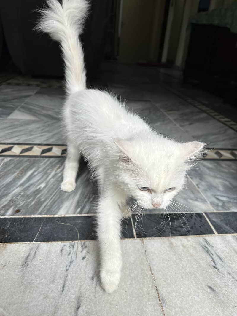 Persian kitten 2