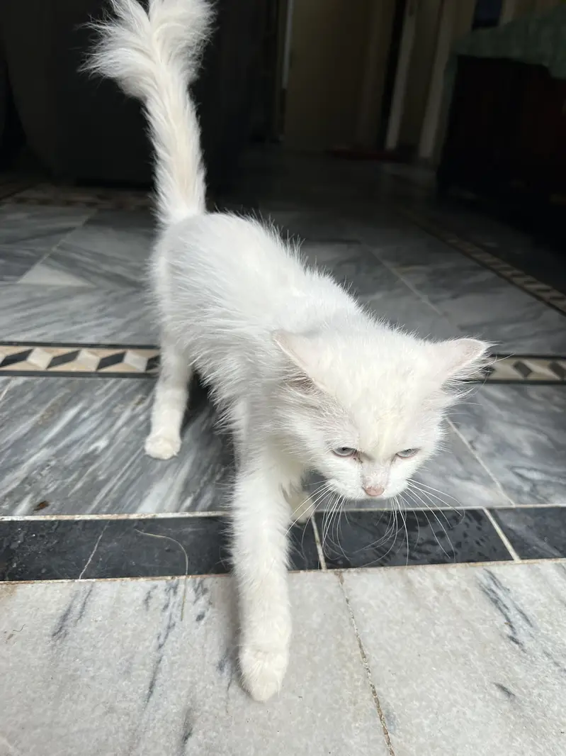 Persian kitten — photo 3