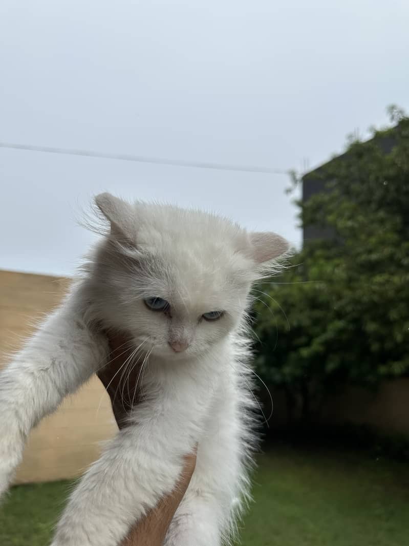 Persian kitten 3