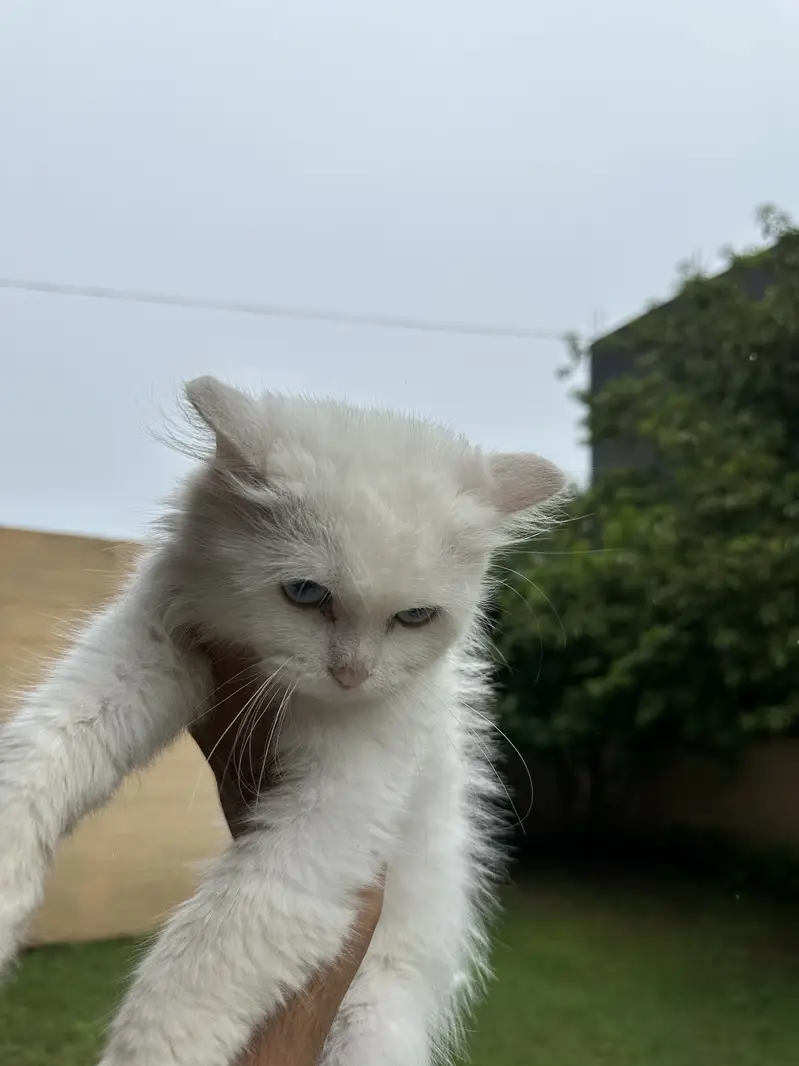 Persian kitten — photo 4