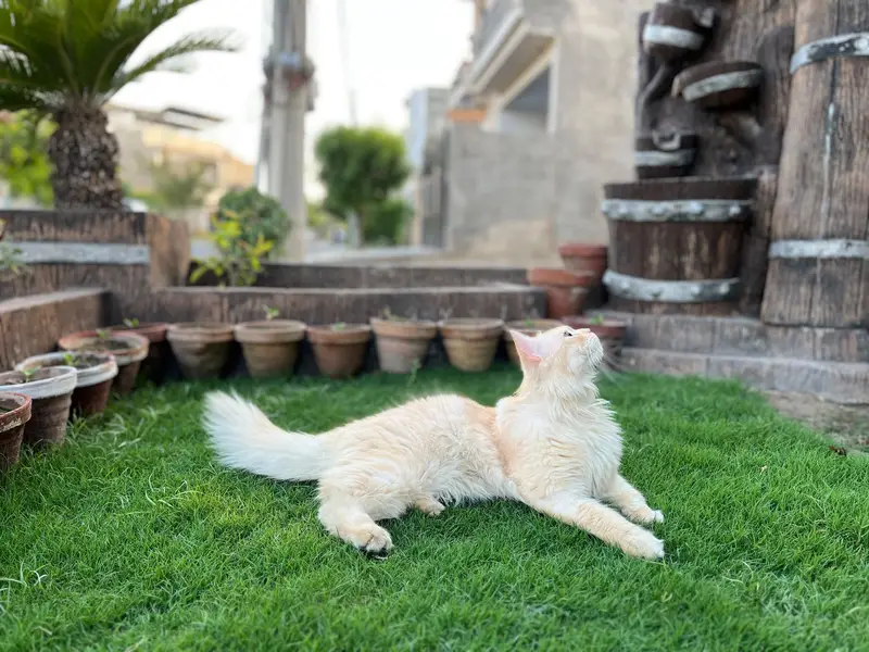 ginger white Persian cat for sale — photo 7