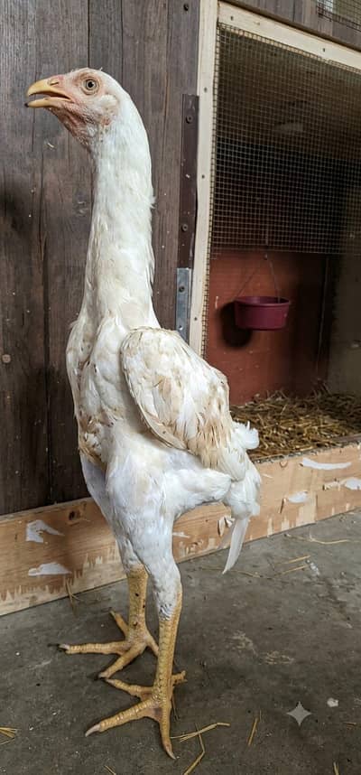 Pure Shamo Chicks & Pattha for Sale