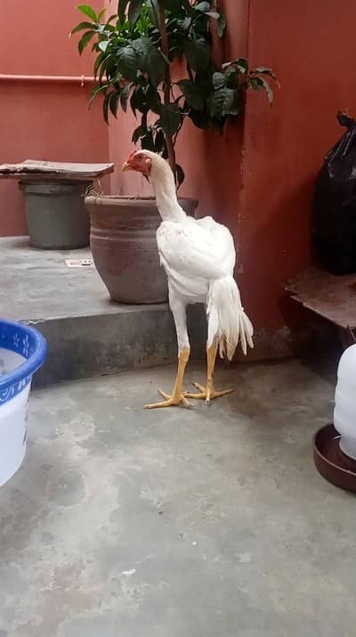 Pure Shamo Chicks & Pattha for Sale