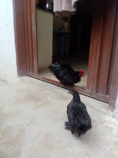 Adult black bantom hens
