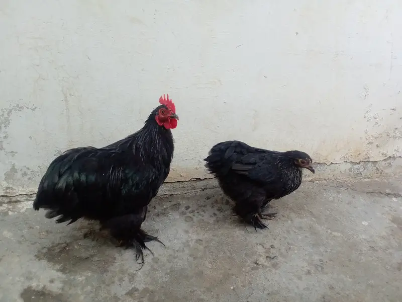 Adult black bantom hens — photo 2