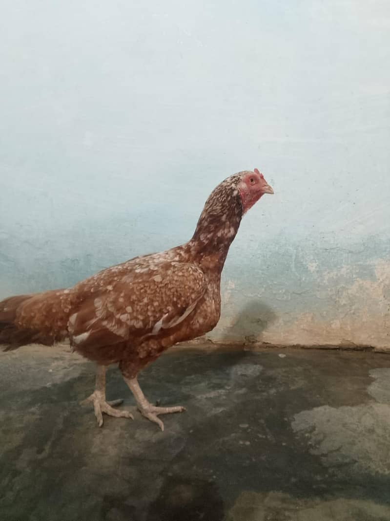Hen's 0