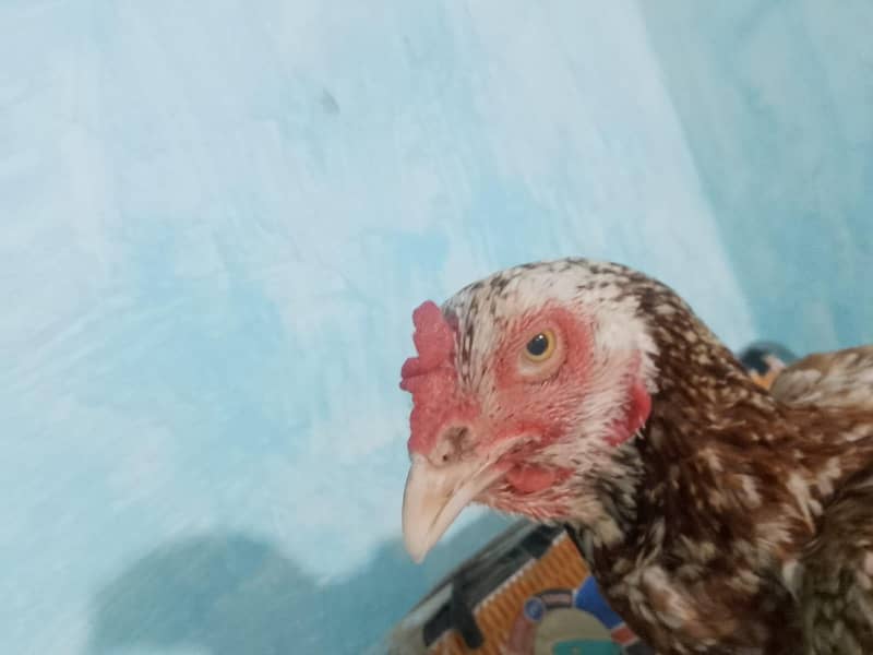 Hen's 2