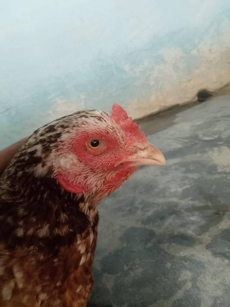 Hen's 3