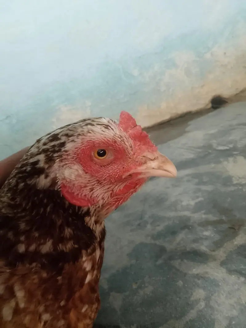 Hen's — photo 4