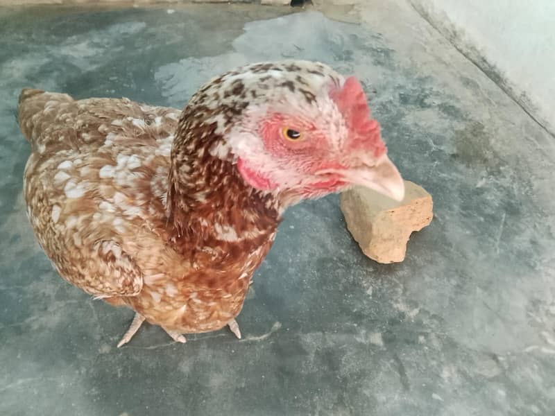 Hen's 4