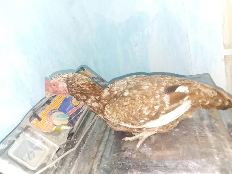 Hen's — photo 6