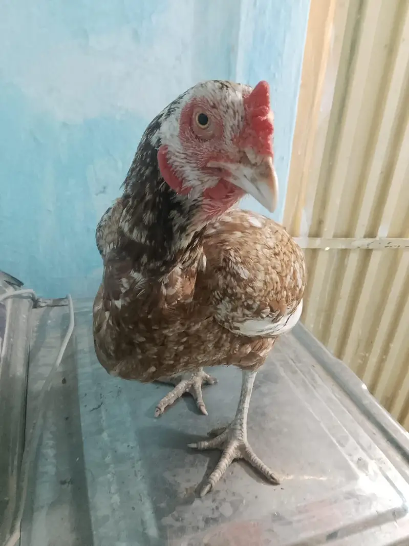 Hen's — photo 7