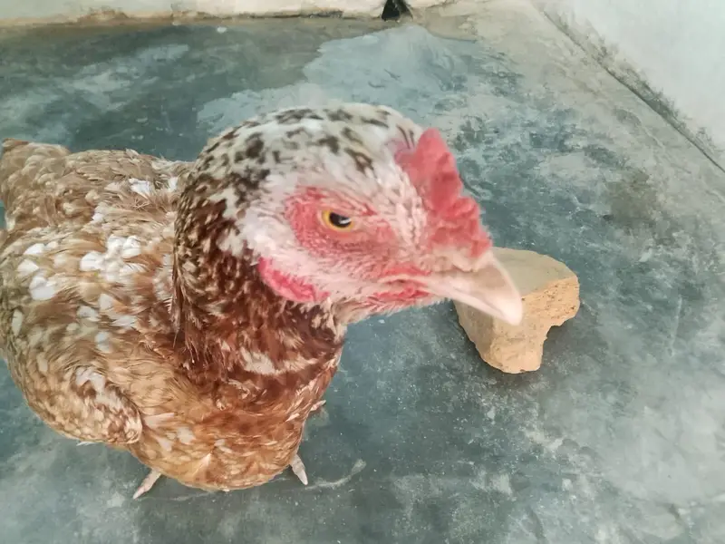 Hen's — photo 8
