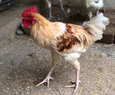 Desi golden misri males for sale