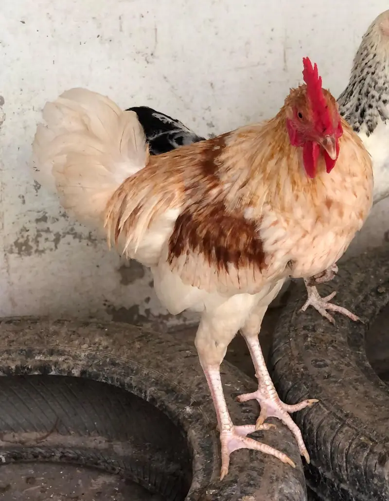Desi golden misri males for sale — photo 2