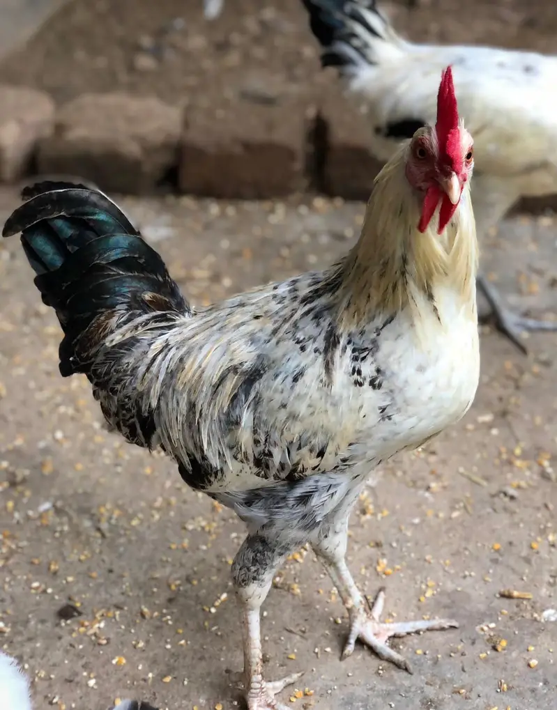 Desi golden misri males for sale — photo 3