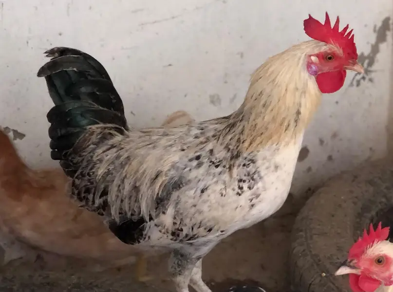 Desi golden misri males for sale — photo 4