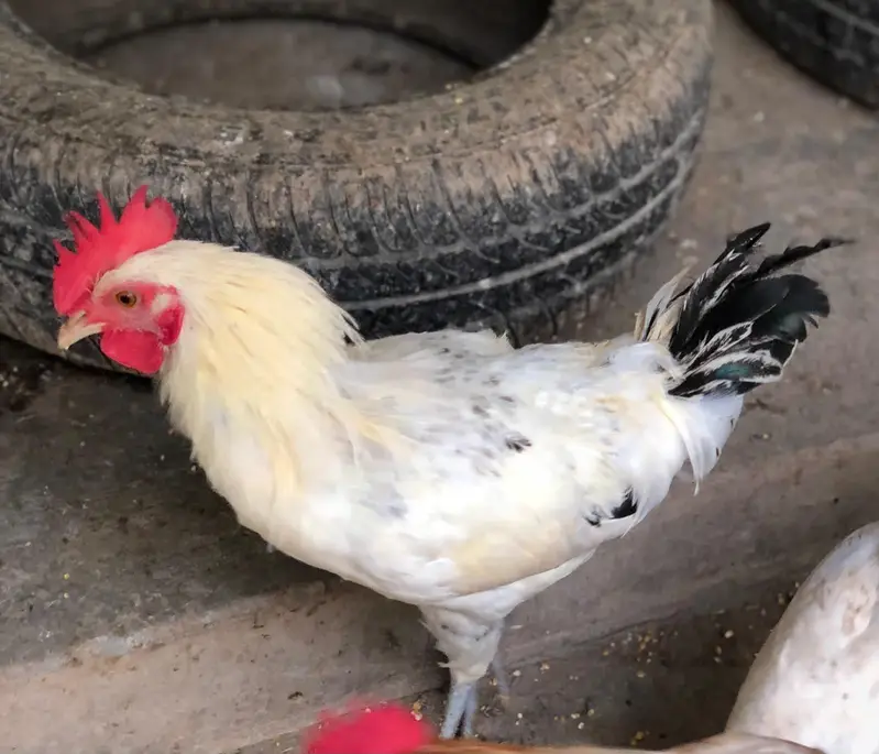 Desi golden misri males for sale — photo 5