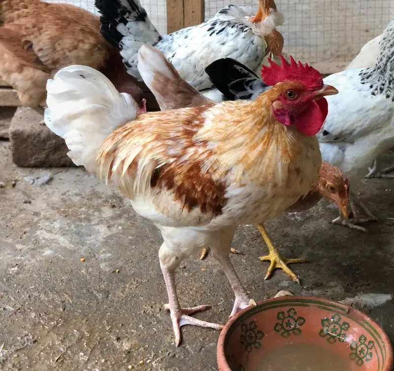 Desi golden misri males for sale — photo 6