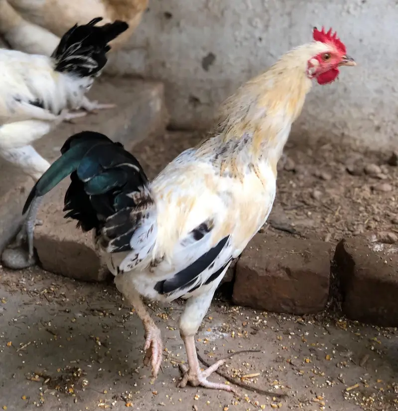 Desi golden misri males for sale — photo 7