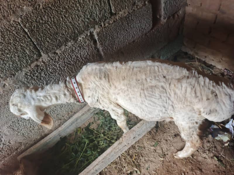 sheep 1