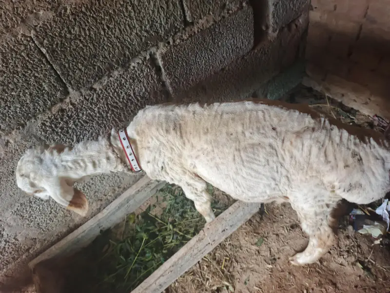 sheep — photo 2