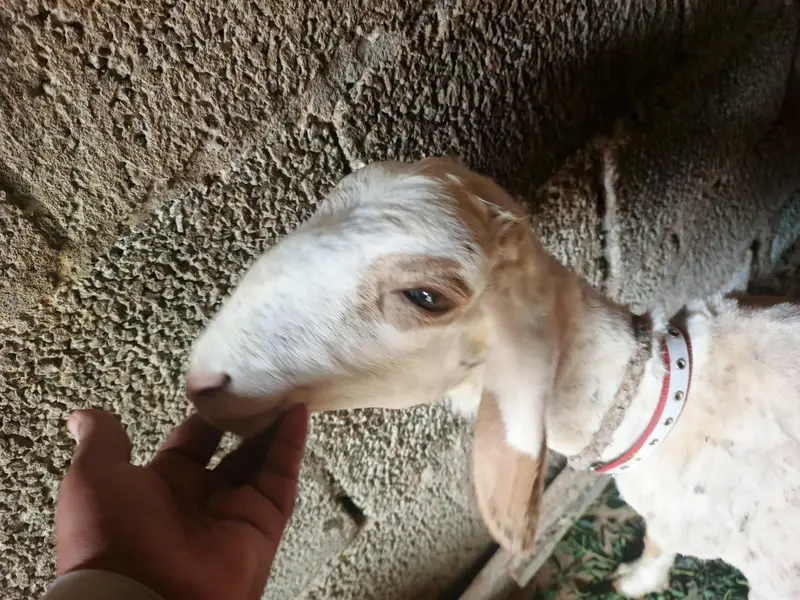 sheep — photo 3