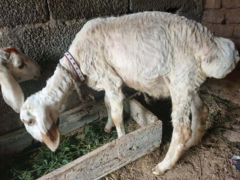 sheep 3