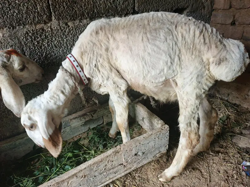 sheep — photo 4