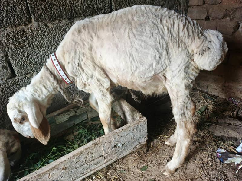 sheep 4