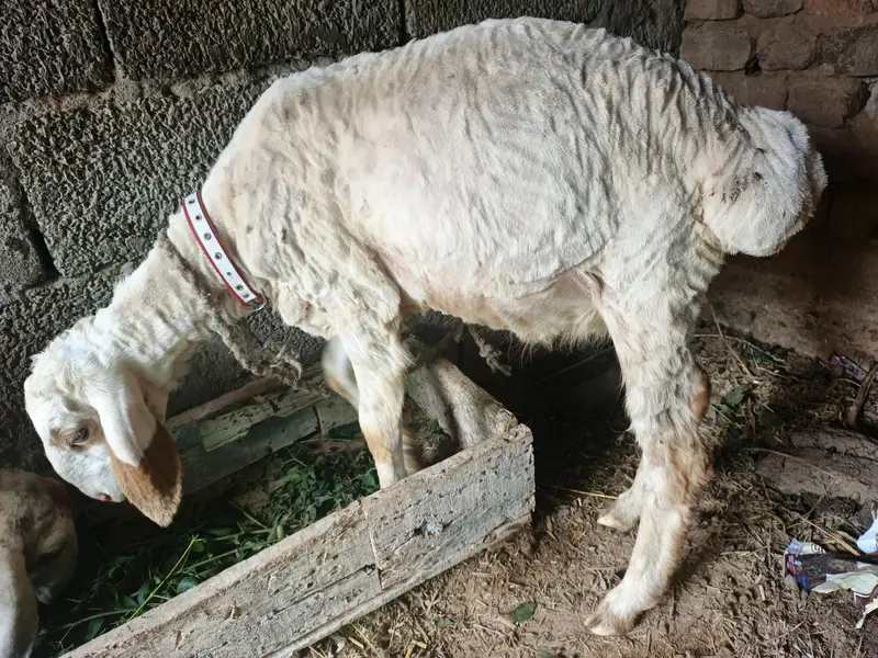 sheep — photo 5