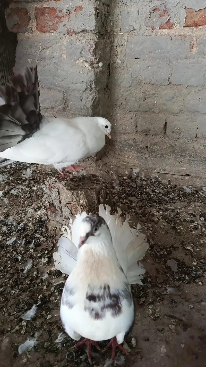 PURE LAKKAH KABOOTER — photo 9
