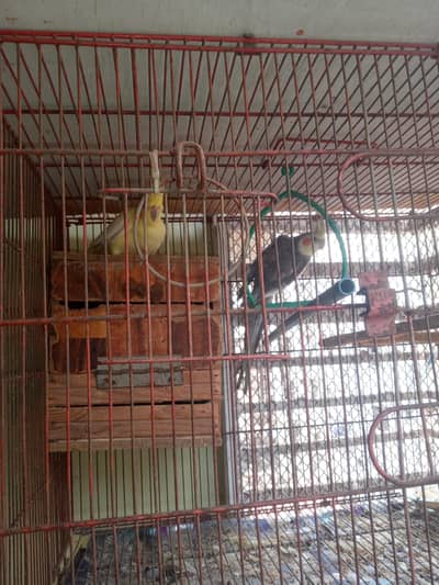 parrot