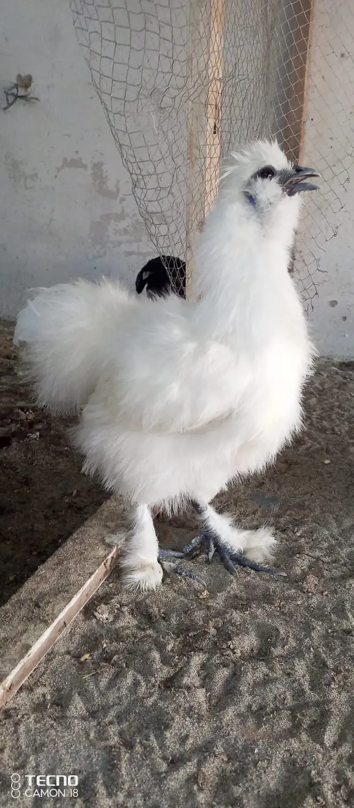 shamo chiks and silki chiks — photo 7