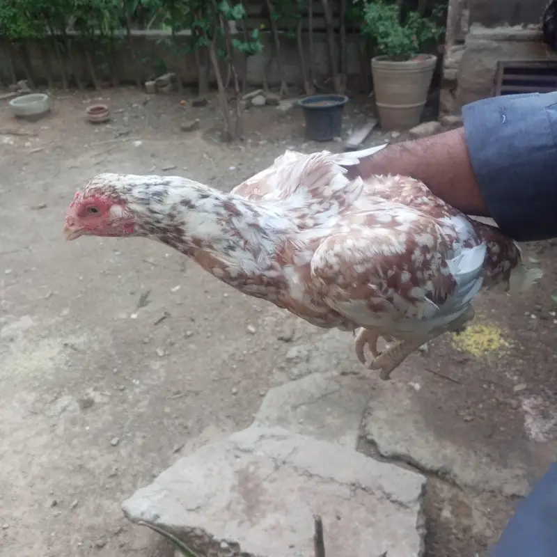 Aseel Hen — photo 2
