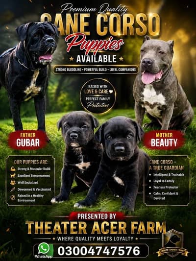 Top Quality Cane corso puppies available for farm house's