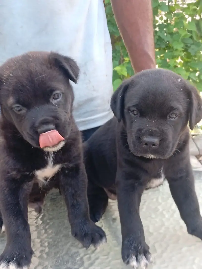 Top Quality Cane corso puppies available for farm house's — photo 2