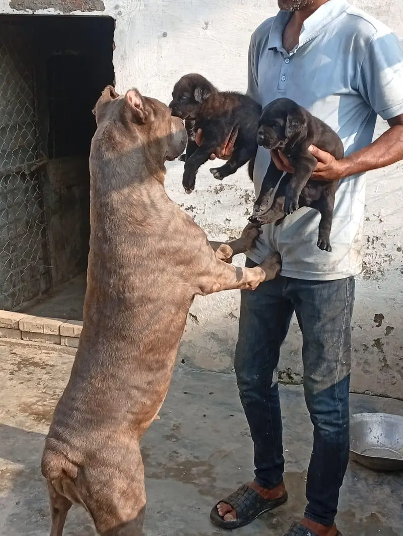 Top Quality Cane corso puppies available for farm house's — photo 3