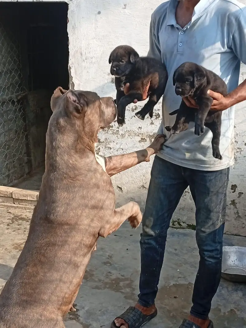 Top Quality Cane corso puppies available for farm house's — photo 4