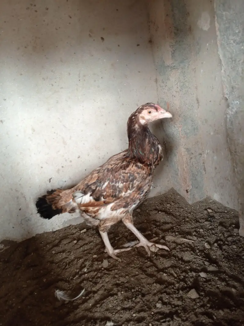 aseel birds available — photo 2