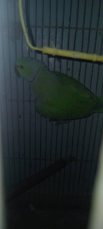 Ringneck male for sell full wild ha breed ka best ha