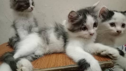 Persian beautiful cat