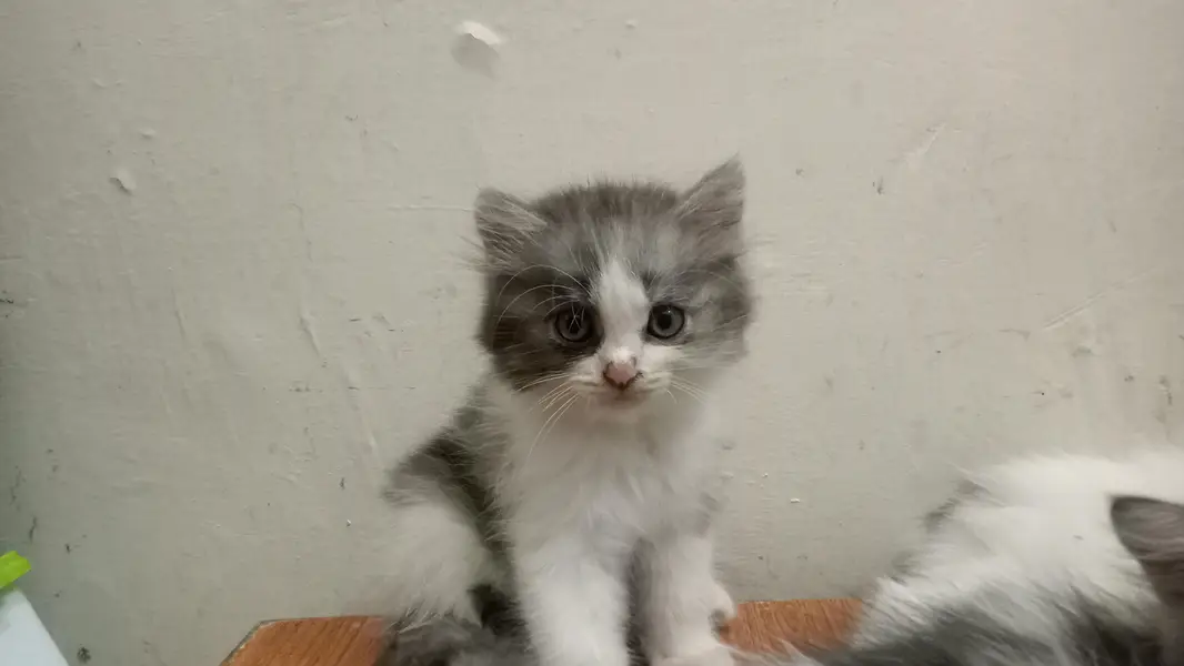 Persian beautiful cat — photo 2