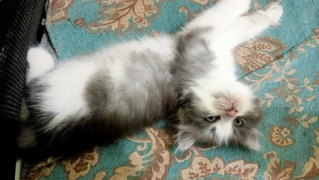 Persian beautiful cat — photo 7