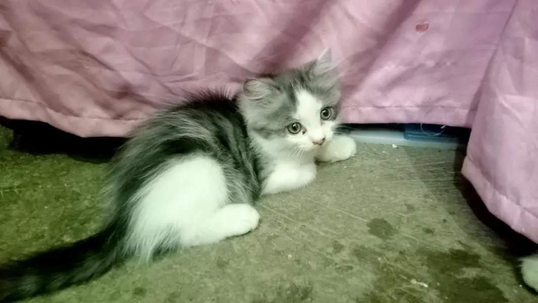 Persian beautiful cat — photo 8