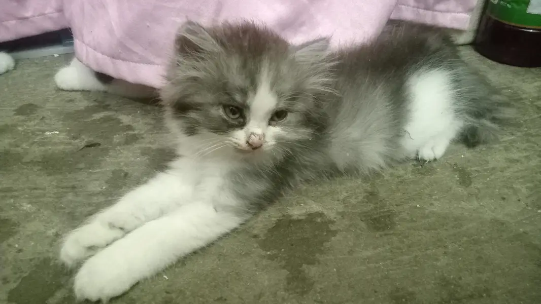 Persian beautiful cat — photo 9